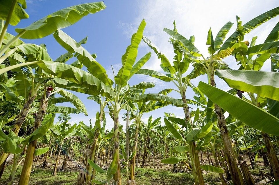 Bananenplantage in Afrika